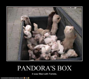 funny pictures ferrets are in box