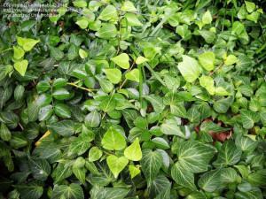 Common English Ivy picture