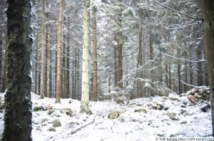 There is No Wifi In the Forest, But I promise You will Find a Better ...