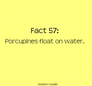 Porcupines float on water | Fact Quote