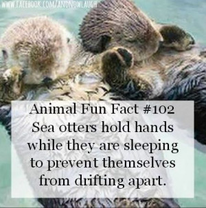 Otters Holding Hands, Fun Facts Quotes, Otters Half, Animal Facts ...