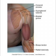 coracoid processInsertion Radial TuberosityAction GH flexion elbow