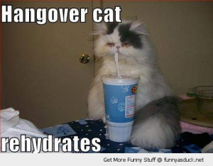 hangover cat drinking straw fast food cup animal lolcat funny pics ...