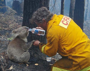 thirsty koala finally gets a drink