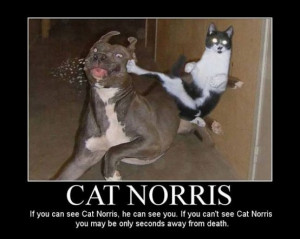 Chuck Norris joke AND lolcatz in the same poster… The Holy Grail ...