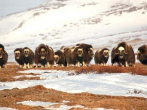 Musk ox are the subject of a new four-year study launched by the ...