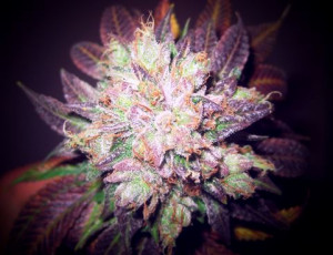 Purple Weed Buds Coolchaser