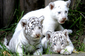 Endangered animals, endangered animals list, pictures of endangered ...