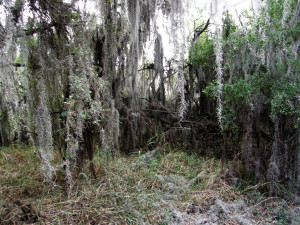 spanish-moss-santa-ana )