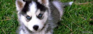 Cute Husky Puppy Quotes Cute husky puppy cover