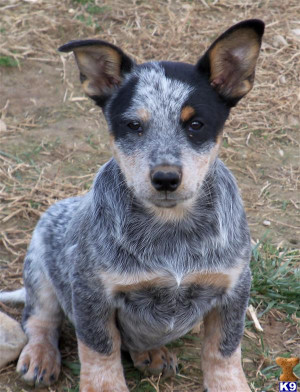 Mini Australian Cattle Dog Puppies for Sale