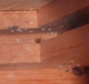 bed bug bite treatment tips site