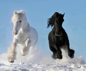Two beautiful horses running in snow