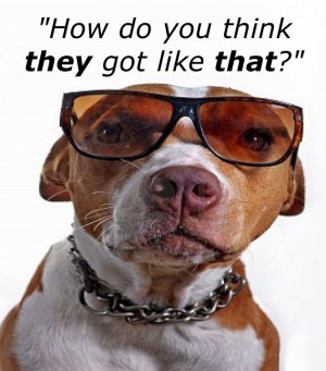 pitbull quotes - Google Search