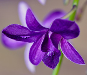 Marvelous Orchid flowers