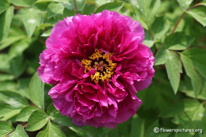 Peony Flower. Related Images