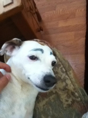 ... me that drawing eyebrows on your dog makes everything is does funny