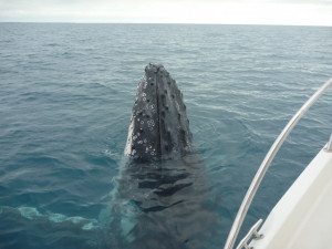 361335d1379199361-hervey-bay-whales-whales-fishing-10-9-13-191.jpg