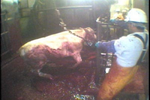 ... fast food industry abuses animals at issue fast food ed tracy brown