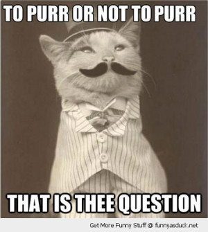 like a sir cat lolcat animal posh mustache funny pics pictures pic ...