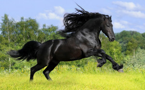 Paarden wallpaper met een prachtig groot zwart paard in het weiland ...