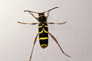 Wasp Beetle Flying
