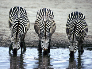 Zebra Stripes, a poem