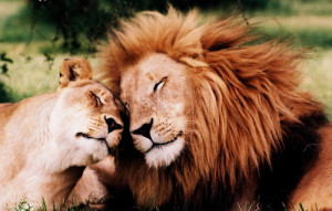 animal,couple,cute,lion,lioness,lions-eb79a3fb52e9ba728e65bc2b684fb91c ...
