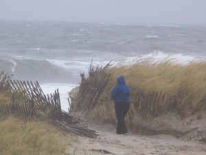 ... Edge of New York City: Another Stormy Day Even the Wildlife Was Wet