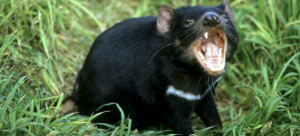 tasmanian-devil-looney-tunes-quotes Clinic