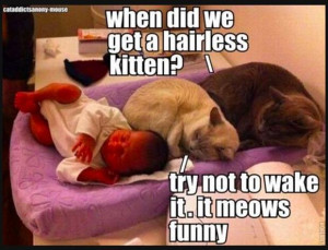 Funny Cats and Dogs (21 Pics)