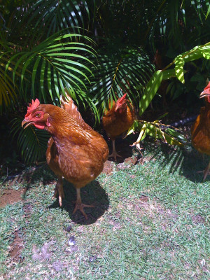Gallery of Raising Backyard Chickens Backyard Chicken Site