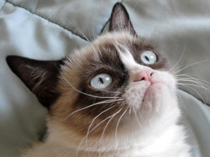 Download Grumpy cat in high resolution for free. Get Grumpy cat and ...