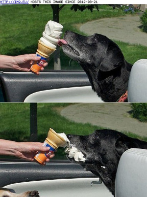 ... Around the Interwebs: 11 Cats and Dogs Beat the Heat With Ice Cream