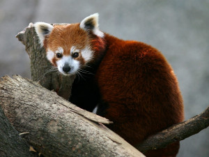 ... Red Panda images background. Bears Brilliant Red Panda Bears Animal