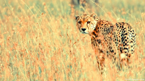 Animal Planet African Cheetah Picture High Resolution. Free download ...