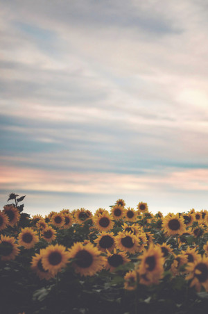 ... Grunge Teen flowers nature urban pale Faded vertical sunflowers