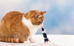 cat-mouse-bully_2696028k.jpg