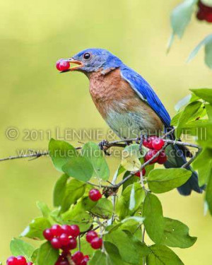 Eastern Bluebird Female