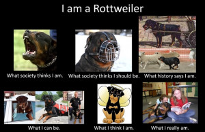 Rottweiler Rottweilers