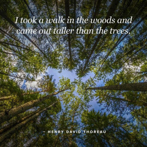 ... in the Woods and came out Taller than the Trees. ~Henry David Thoreau