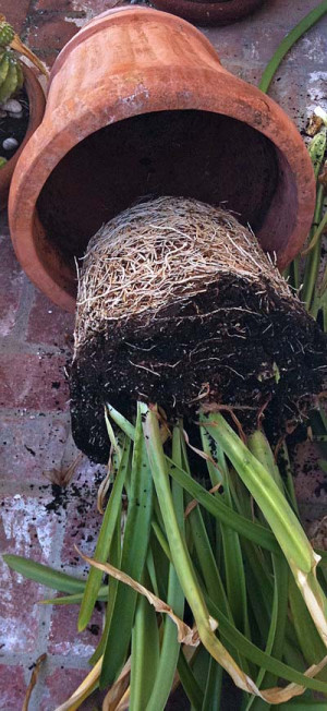 should have propagated this amaryllis plant two years ago