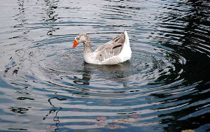 Ripples On a Pond Quote