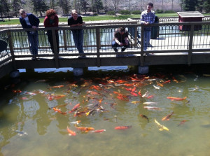 Koi fish at Monet pond.