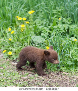 Cute American Black Bear Cubs