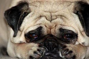 Sad Dog Photograph