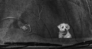 Sadness #rain #car #dog Dogs do not like when they are left alone ...