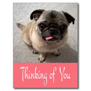 Thinking of You Pug Puppy Dog Pink Post Card