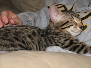 Got Our New Bengal Kitten!