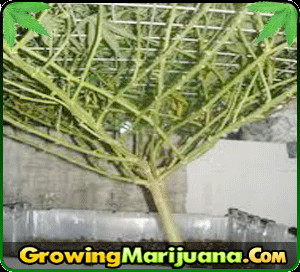 Related Pictures images topping weed plants kootation wallpaper